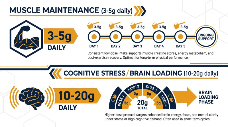 Emerging research suggests the brain may require higher doses of creatine during periods of acute metabolic stress.