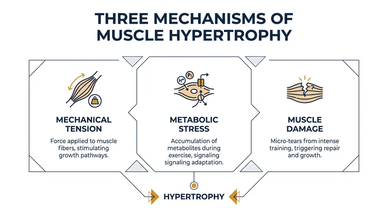 The three primary drivers of exercise-induced muscle growth.