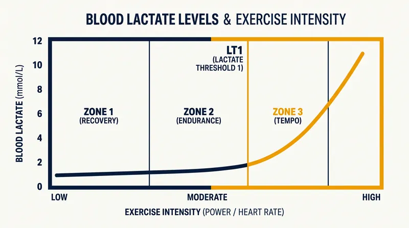 Zone 2 ends at the first lactate threshold, the point where the body can no longer clear lactic acid as fast as it produces it.