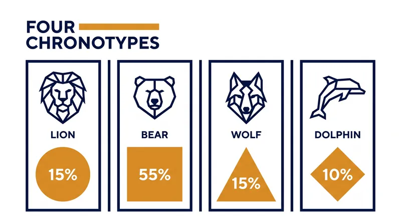 The four genetic chronotypes dictate when individuals experience peak energy levels.