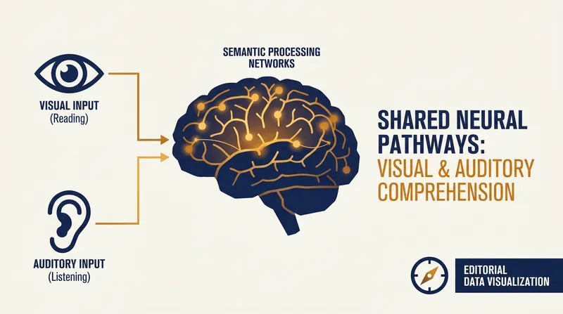 fMRI scans reveal that reading and listening activate the exact same semantic processing networks in the brain.