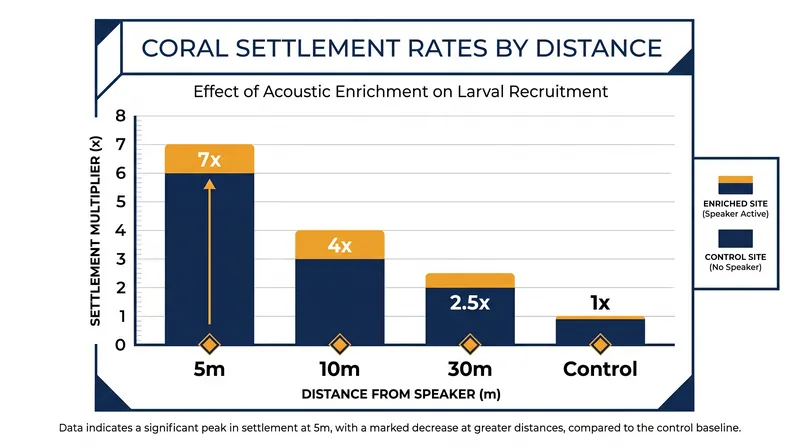Settlement rates peak near the acoustic source but remain elevated up to 30 meters away compared to silent control reefs.