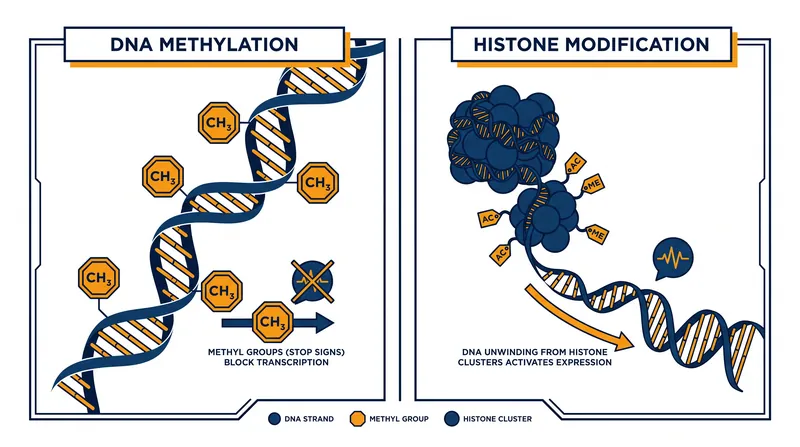 The two primary mechanisms of epigenetic regulation: DNA methylation and histone modification.
