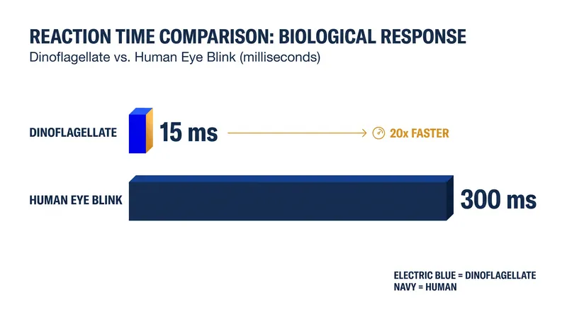 Dinoflagellates respond to mechanical stimulation in just 15 milliseconds.