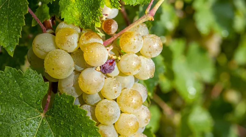 Modern PIWI varieties like Souvignier Gris are bred to deliver premium flavors alongside robust disease resistance.