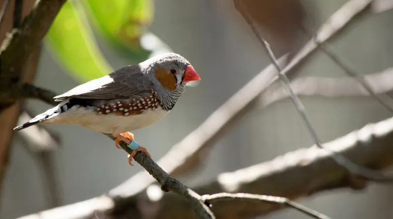 Foundation models like NatureLM-audio have successfully analyzed the vocalizations of species ranging from marine mammals to zebra finches.