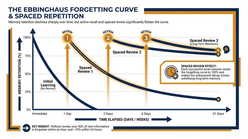 Spaced repetition interrupts the natural forgetting curve, ensuring long-term retention.