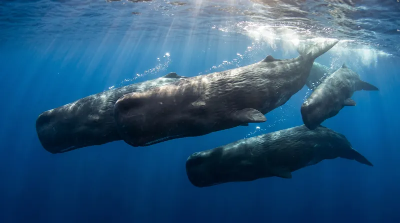 Project CETI is using unsupervised machine translation to decode the complex click patterns of sperm whales.