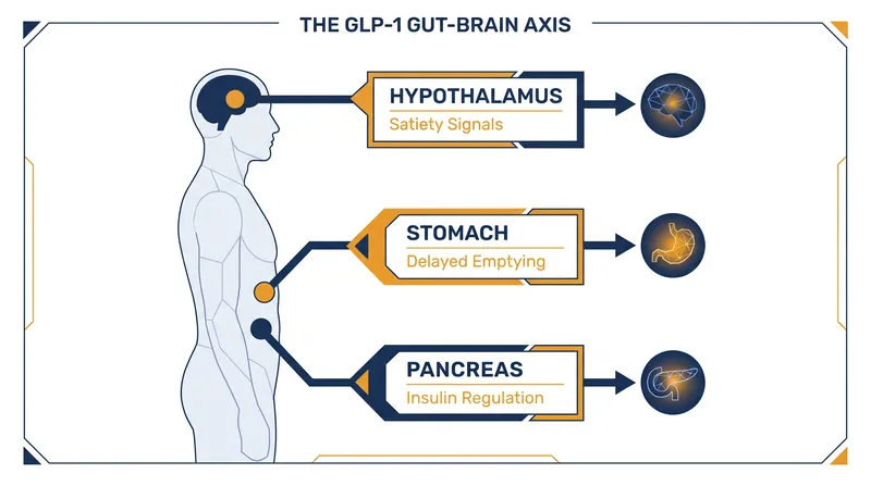 GLP-1 medications work simultaneously on the brain, stomach, and pancreas to regulate appetite and metabolism.