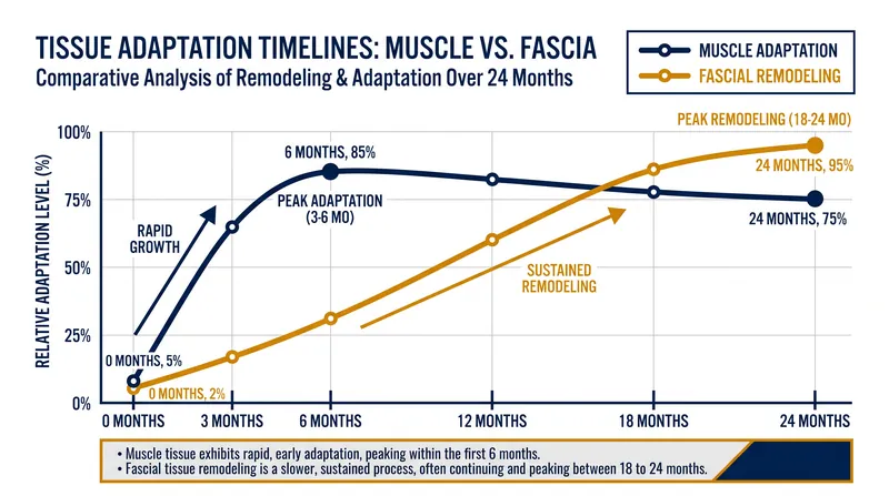 Unlike muscle tissue, fascial remodeling requires 6 to 24 months of consistent mechanical loading.
