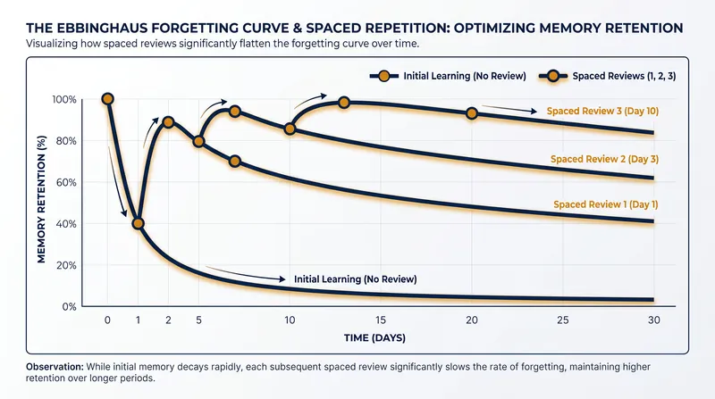 Spaced repetition interrupts the brain's natural forgetting curve, consolidating memories for the long term.