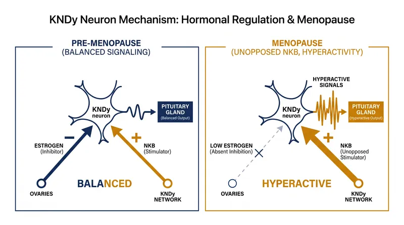 During menopause, the drop in estrogen leaves the stimulating NKB signal unopposed, triggering false overheating alarms.