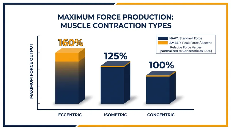 Muscles can handle significantly higher loads while lengthening than while shortening.