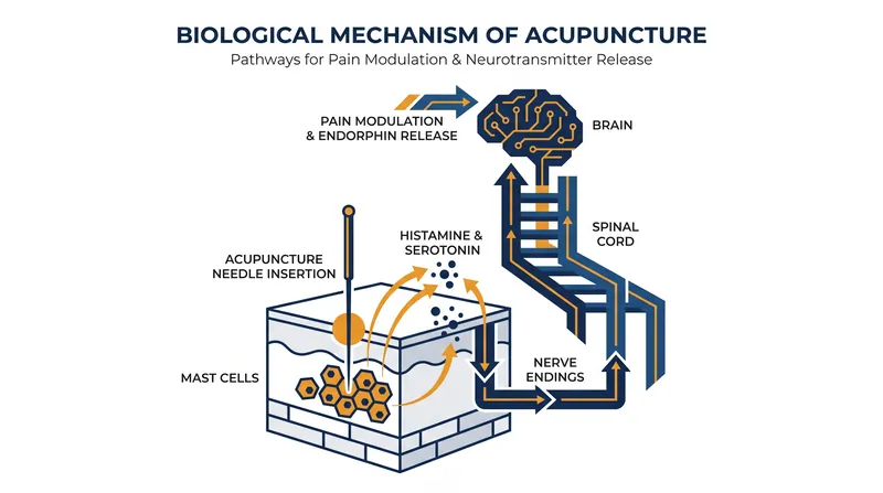 How mechanotransduction triggers a body-wide biochemical response to reduce pain.