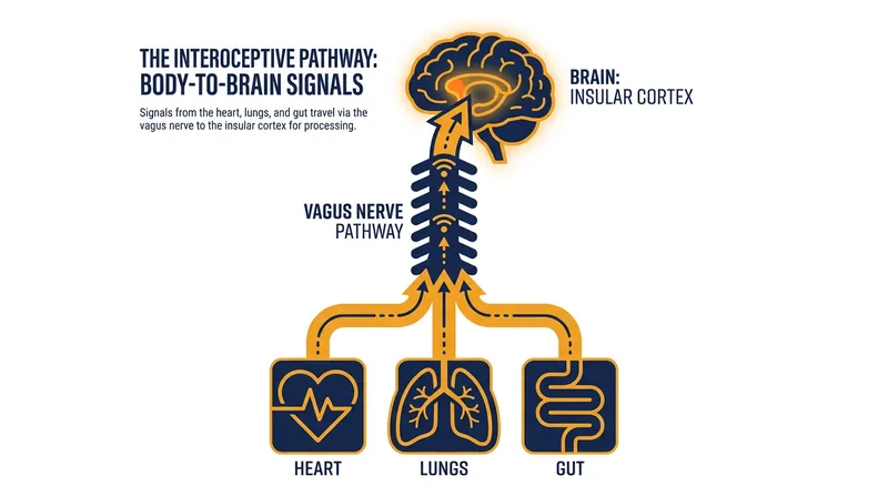 The vagus nerve acts as an information highway, delivering physical data to the brain's insular cortex.