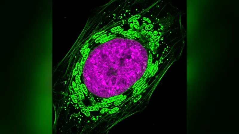 Advanced imaging techniques revealed the tight spatial relationship between mitochondria and the nucleus.