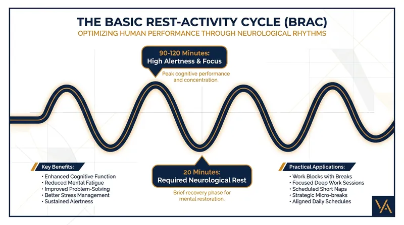The Basic Rest-Activity Cycle (BRAC) dictates the natural ebb and flow of cognitive capacity.