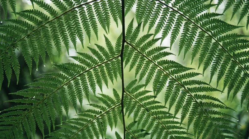Natural fractal patterns engage the brain in 'soft fascination,' allowing directed attention networks to rest.