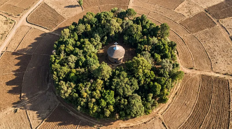 Ethiopian 'church forests' serve as vital biodiversity hotspots in heavily deforested agricultural regions.