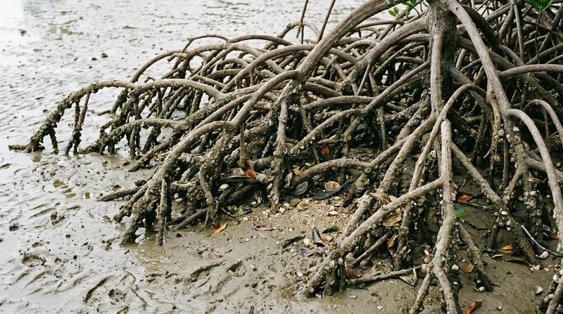 Mangrove root systems naturally trap sediment, building up the coastline and burying carbon-rich organic matter.