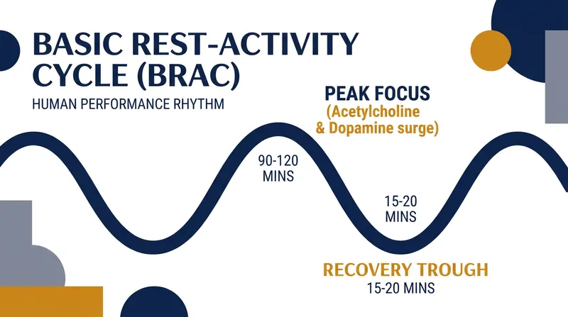 The brain naturally cycles through periods of high alertness and necessary recovery.