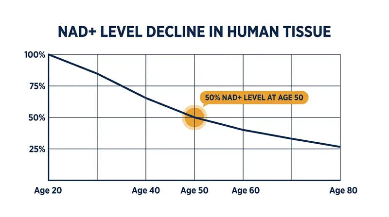 Systemic NAD+ levels decline by roughly 50% by middle age.