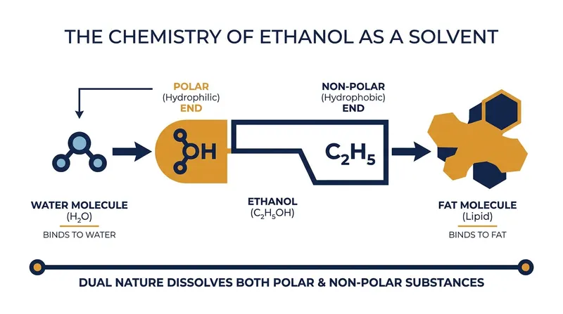 Ethanol's dual-natured molecular structure allows it to extract oil-soluble flavors from fat.