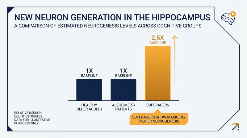 SuperAgers produce significantly more new neurons in the hippocampus than typical older adults.