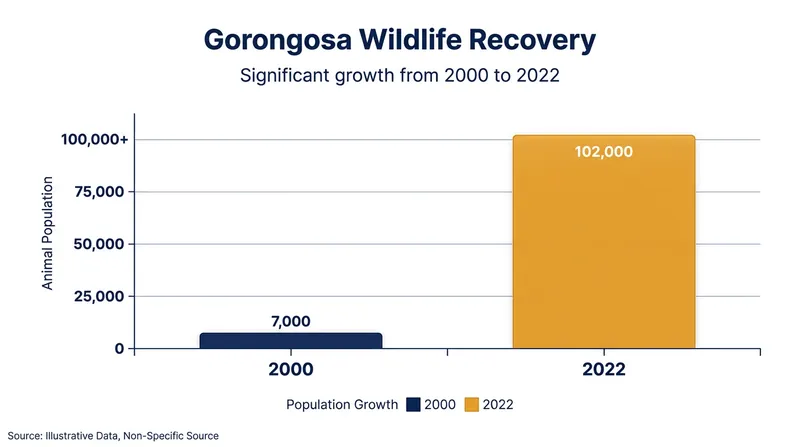 Large animal populations in Mozambique's Gorongosa National Park have surged following intensive rewilding efforts.