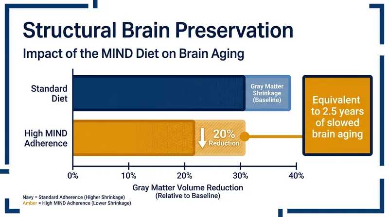 Recent brain scan data indicates that strict adherence to the MIND diet physically preserves gray matter volume.