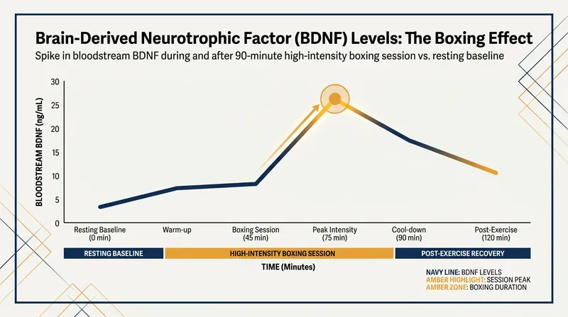 High-intensity interval training triggers a surge in neuroprotective proteins like BDNF.