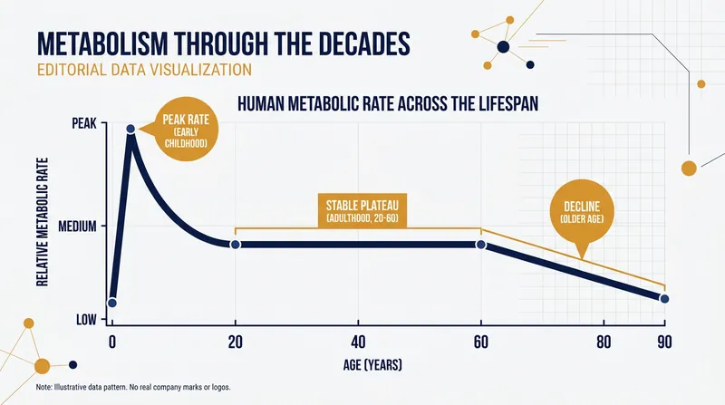 Metabolic rate remains completely flat through the middle decades of life.