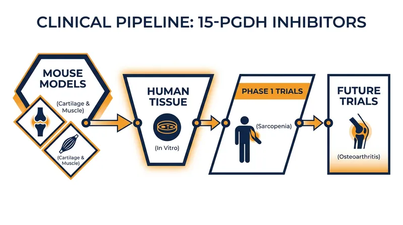 The path to human trials is accelerated by existing safety studies for muscle weakness.