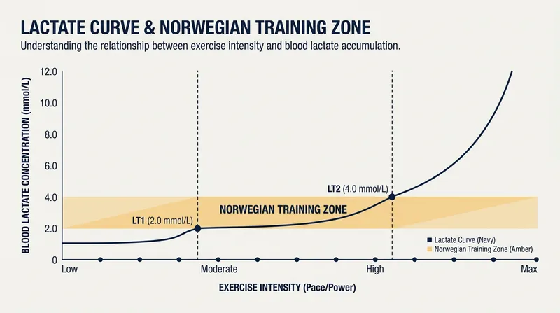 Athletes using the Norwegian Method strictly train in the zone between LT1 and LT2, avoiding the exponential spike in blood lactate.