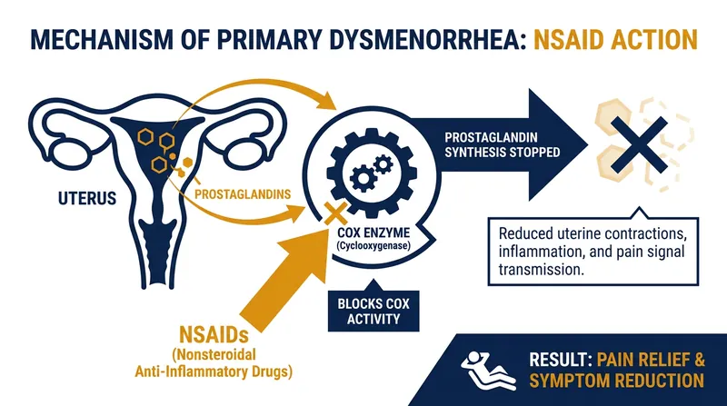 NSAIDs work by inhibiting the COX enzymes, directly halting the production of pain-causing prostaglandins in the uterus.