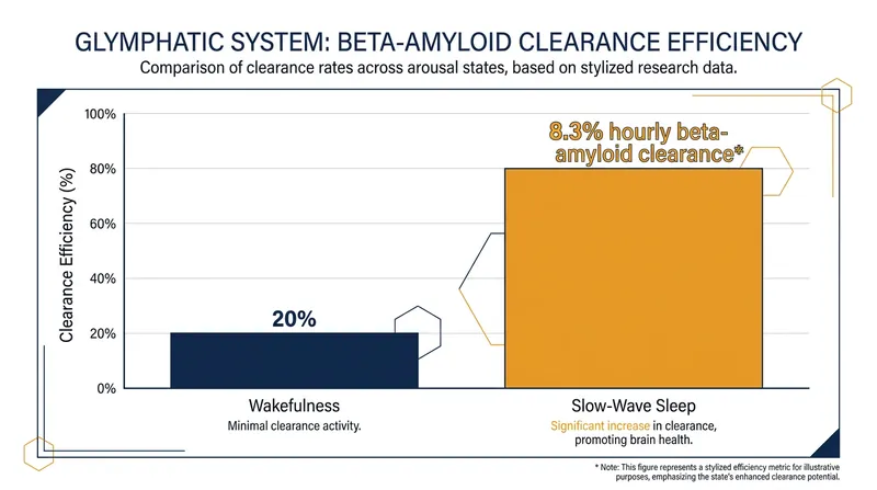 Glymphatic clearance is almost entirely dependent on slow-wave sleep, dropping drastically during wakefulness.