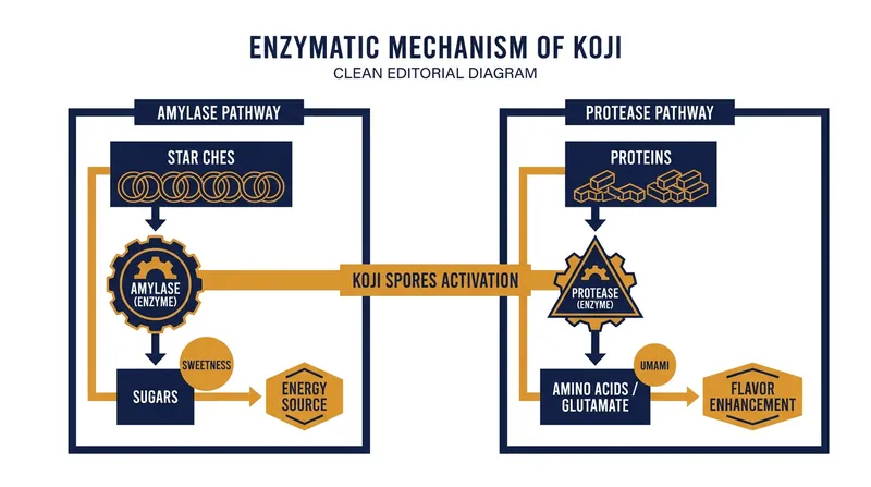 How koji's enzymes break down complex macromolecules to create sweetness and umami.