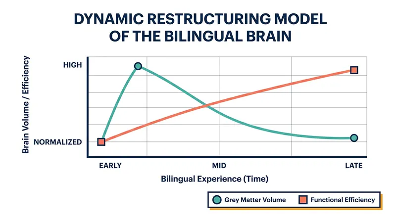 The Dynamic Restructuring Model shows how the brain shifts from physical growth to functional efficiency as language skills improve.