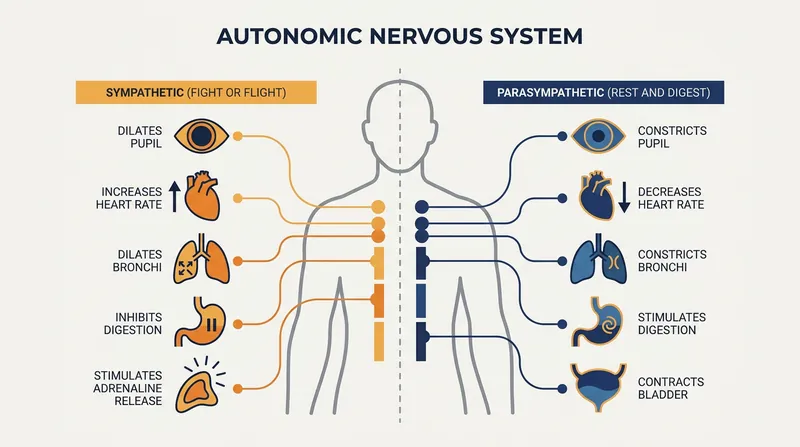 HRV acts as a proxy for the balance between the sympathetic and parasympathetic branches of the nervous system.