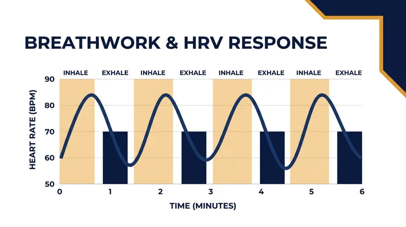 Slow, controlled breathing at 5.5 to 6 breaths per minute maximizes vagal stimulation and heart rate variability.