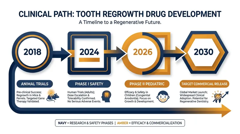 The accelerated clinical timeline for Toregem BioPharma's tooth regeneration therapy.