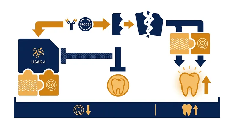 How the TRG035 antibody neutralizes the USAG-1 protein to unlock the body's dormant tooth-forming pathways.