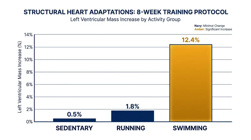 Runners improved their fitness, but their heart mass remained similar to sedentary subjects. Swimmers saw significant structural growth.