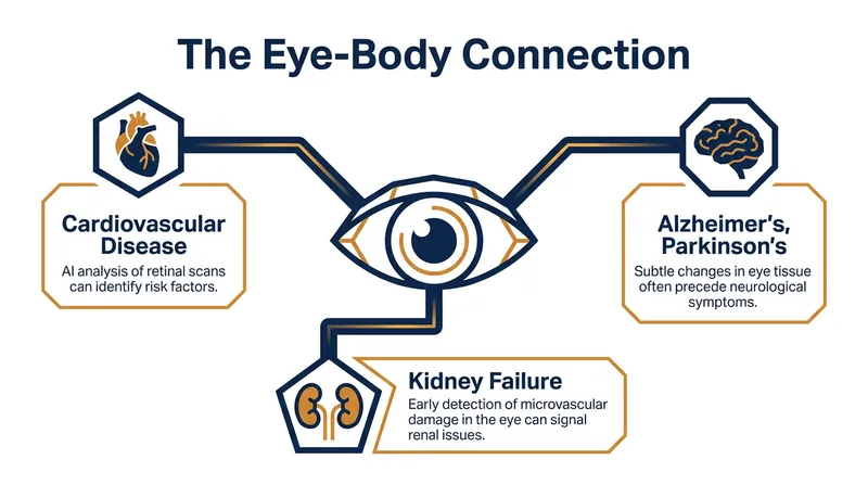 Oculomics allows researchers to map specific retinal changes to systemic diseases throughout the body.