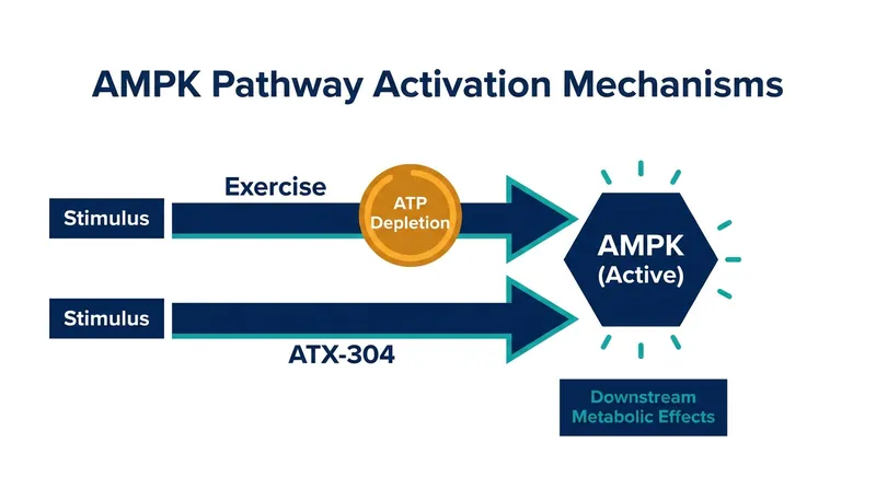 How ATX-304 bypasses ATP depletion to activate the body's exercise-sensing pathways.