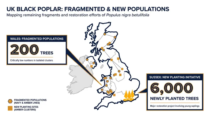 Regional conservation groups are mapping the remaining fragmented populations to target their replanting efforts.