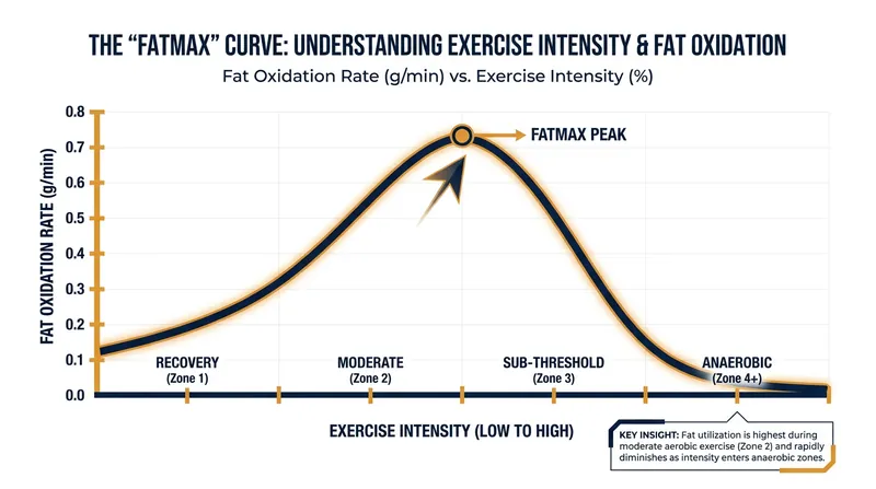 Fat oxidation peaks during moderate-intensity exercise before dropping sharply as the body switches to burning carbohydrates.
