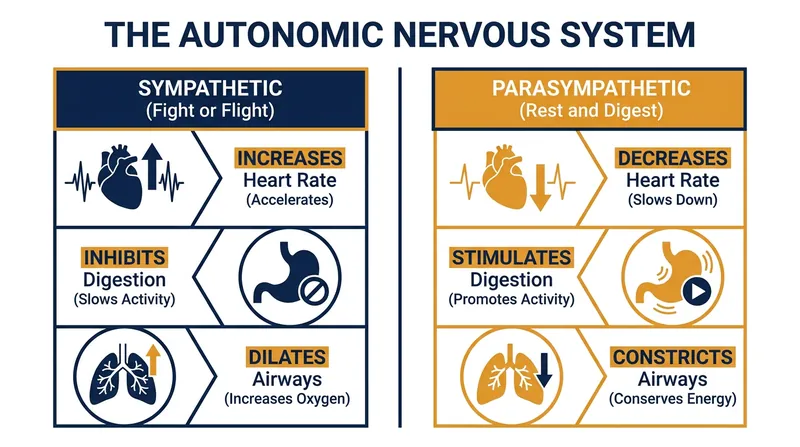 NSDR actively shifts the body from a sympathetic stress state to a parasympathetic rest state.