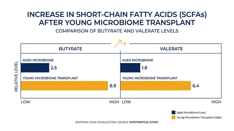 Fecal transplants from young donors significantly boost the production of anti-inflammatory short-chain fatty acids.