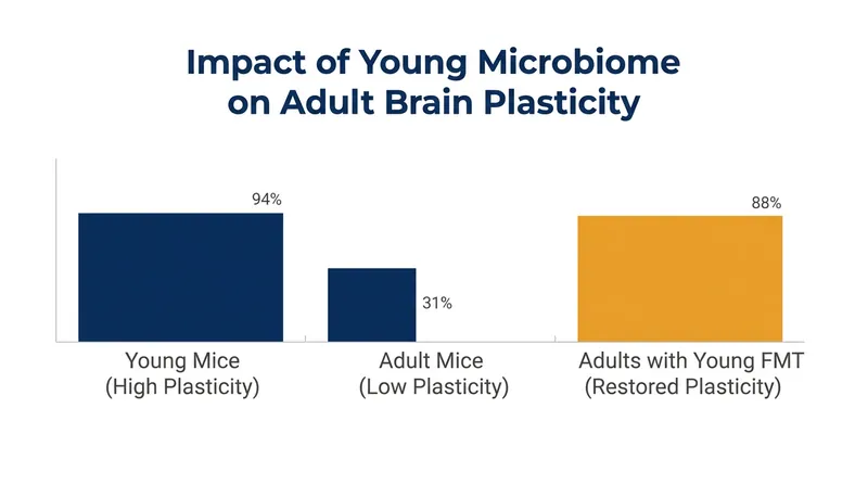 Adult mice that received a fecal transplant from 30-day-old donors regained the ability to remodel their visual cortex.